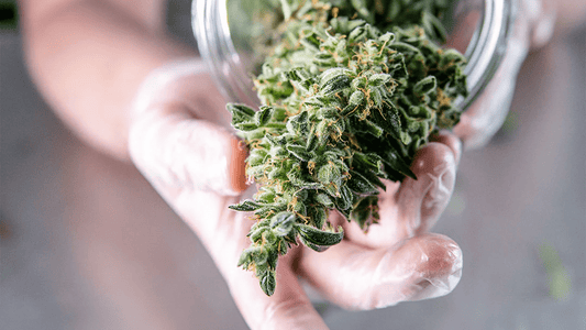 Premium CBD Hemp Flower in the UK