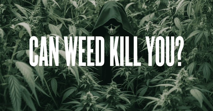 Can Weed Kill You? Dissecting Cannabis-Related Deaths