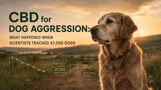 CBD for Dog Aggression