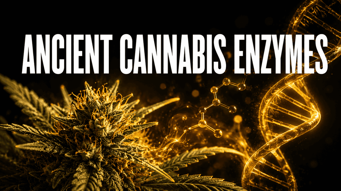 Scientists Have Resurrected Ancient Cannabis Enzymes