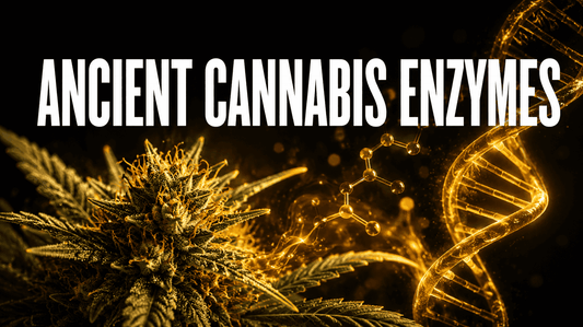Scientists Have Resurrected Ancient Cannabis Enzymes