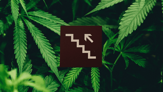 What To Expect From CBD As A Beginner