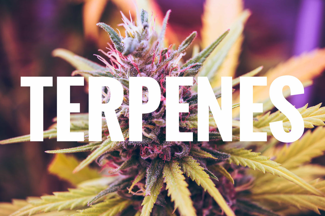 7 Ways to Use Hemp Cannabis Terpenes