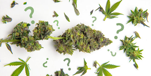 What is cannabis and what is a cannabis strain?