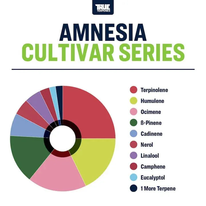 Amnesia | Terpenes UK | 5ml HempElf.com Amnesia | Terpenes UK | 5ml HempElf.com