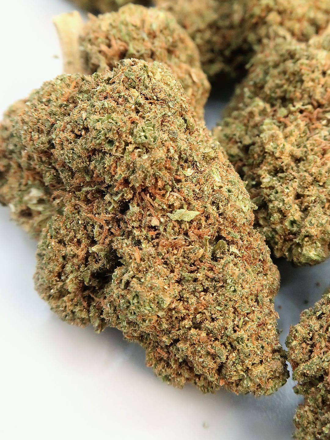 Close up of Gorilla Glue CBD flowers