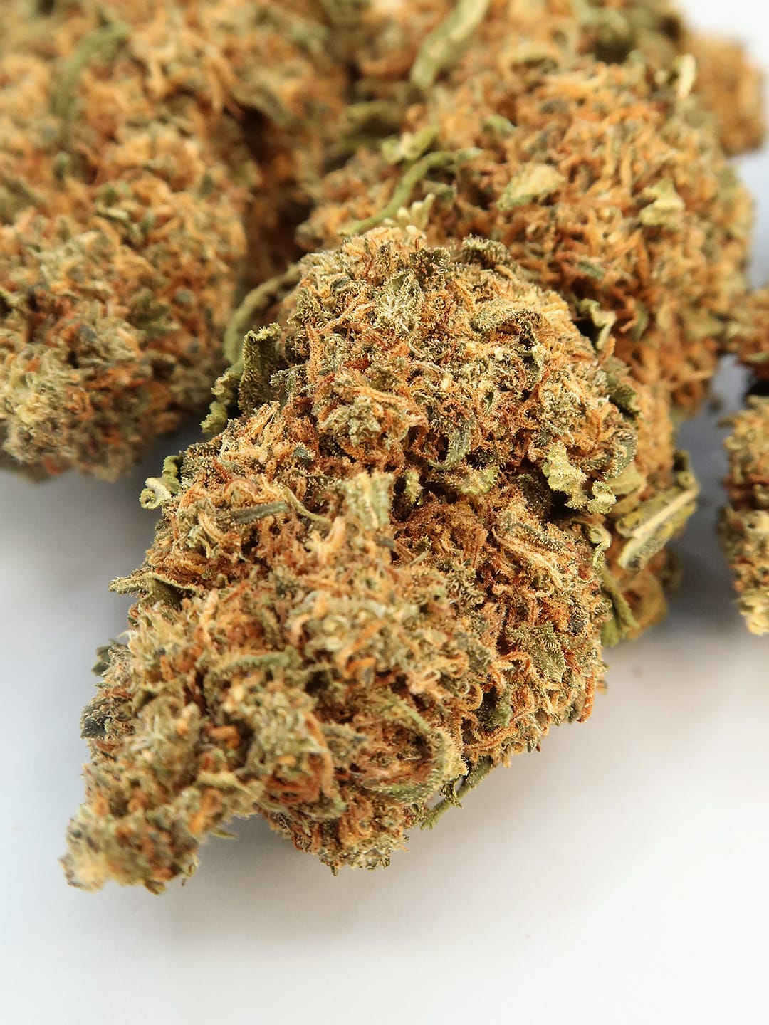 Mimosa Sunrise close up