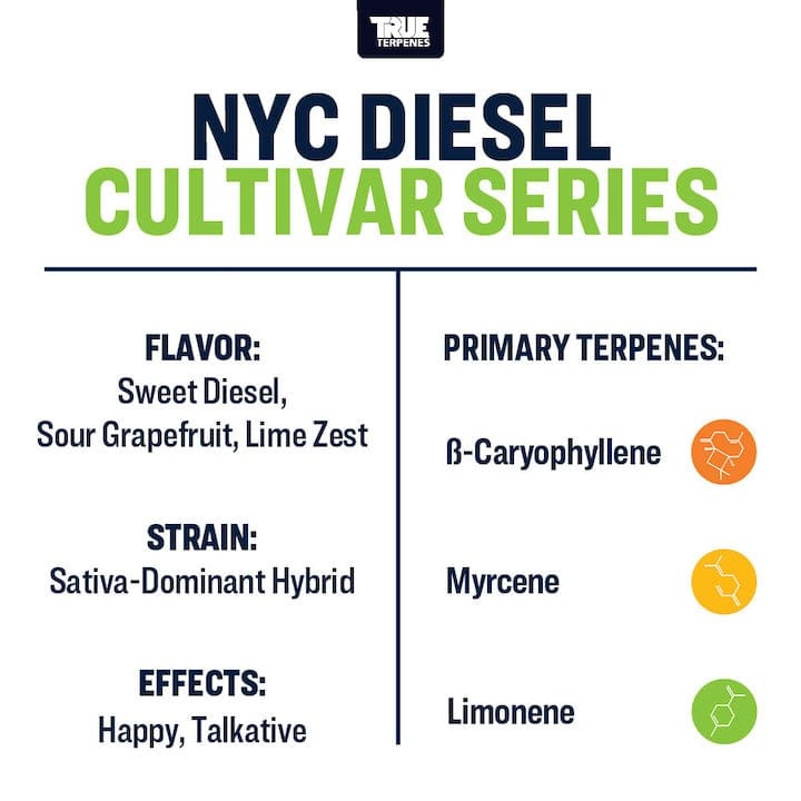 TRUE テルペン 香料 CBD CBN 10ml ニューヨークディーゼル NYC Diesel | Terpenes UK | 5ml - HempElf.com
