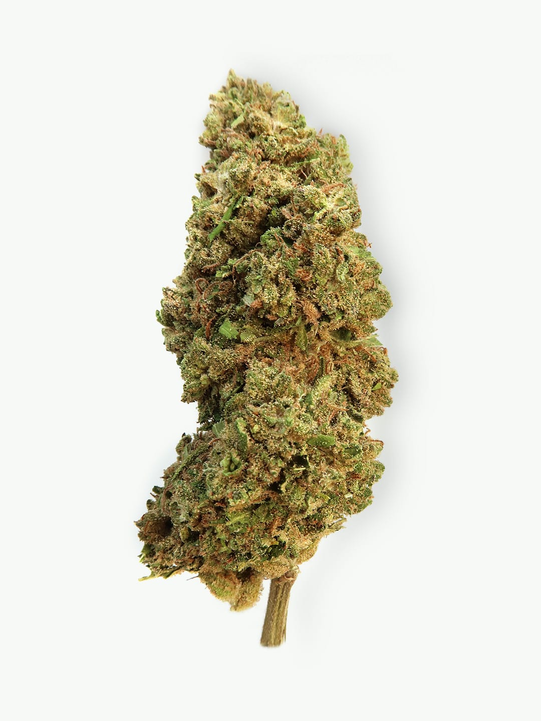 Main Picture of Queen Rose CBD flowers