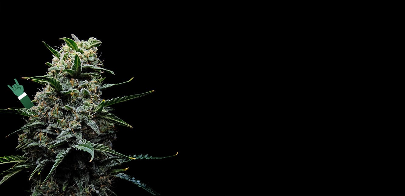 the mother <br>of all <span>cannabinoids</span>