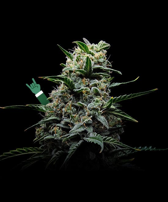 the mother <br>of all <span>cannabinoids</span>