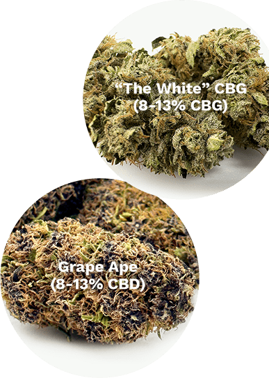 the mother <br>of all <span>cannabinoids</span>