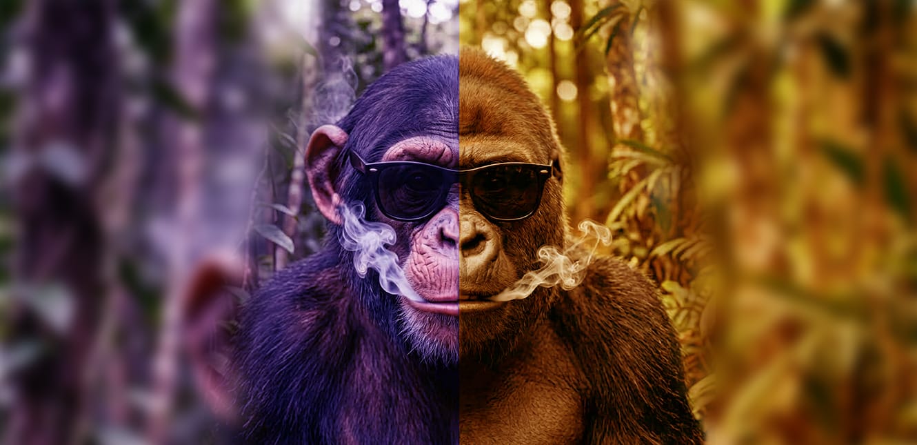 files/gorillas-heading-img.png