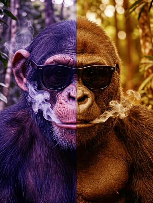 files/gorillas-heading-img.png
