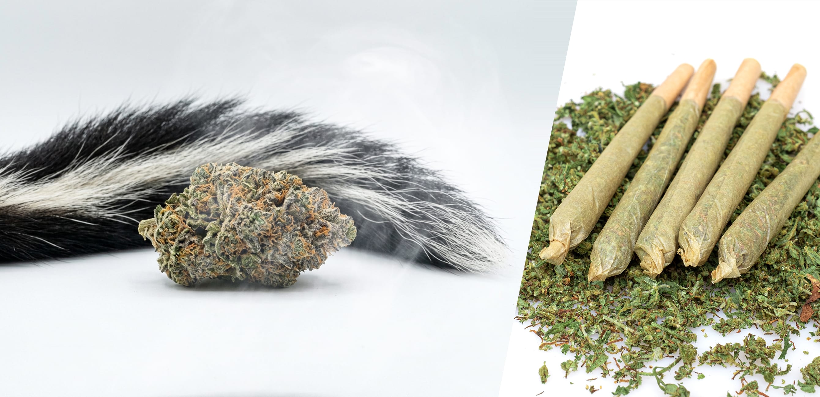 Super <span>skunk</span>